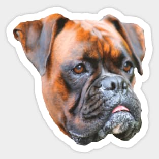 Nice picture of a dog's head - Germany boxer dog Sticker